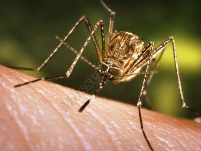 28 фактов о комарах и способы борьбы с ними