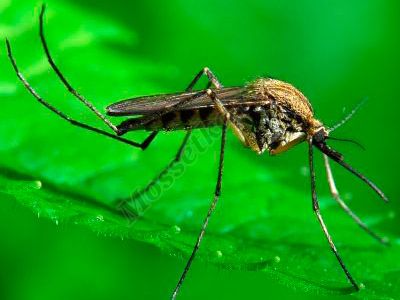 Подробнее о комарах