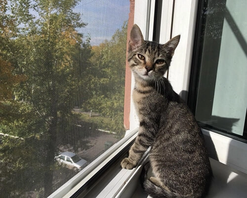 Вставная москитная сетка SKF