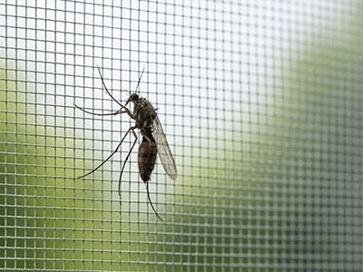 28 фактов о комарах и способы борьбы с ними