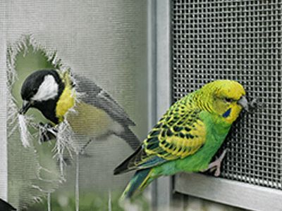 Как защитить москитную сетку от птиц: лучшие способы