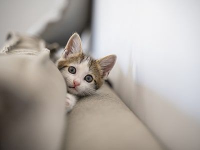 Что делать, если завели котёнка: как обеспечить его безопасность в доме и здоровое развитие